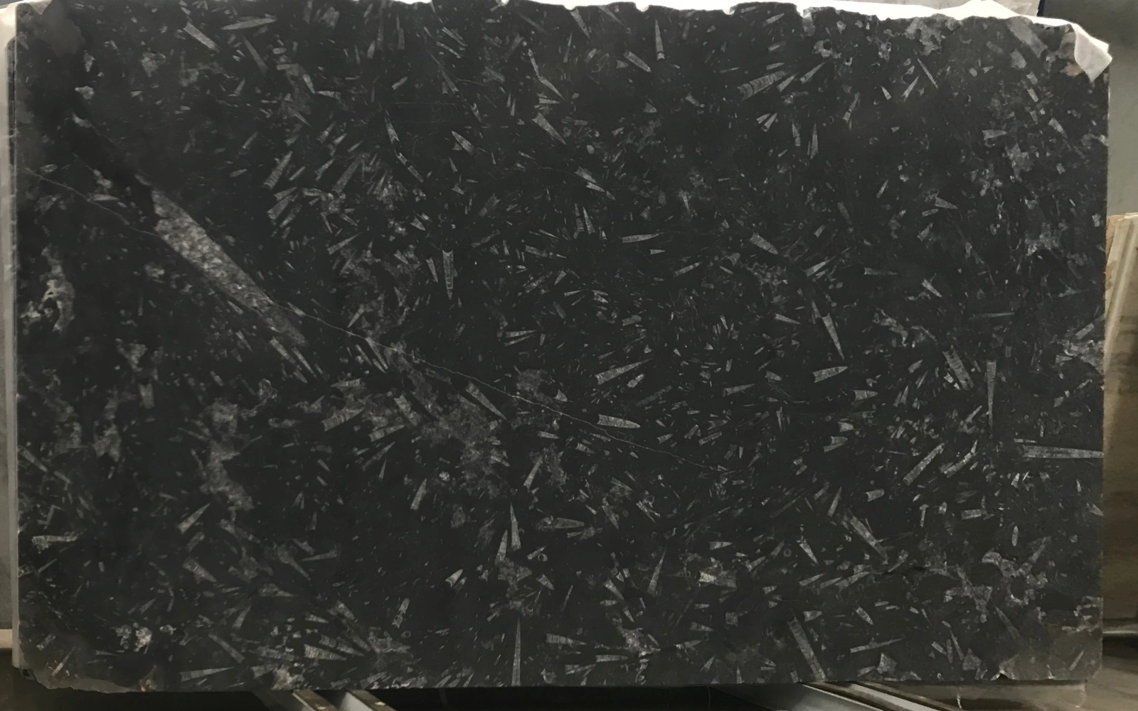 Fossil Black full slab